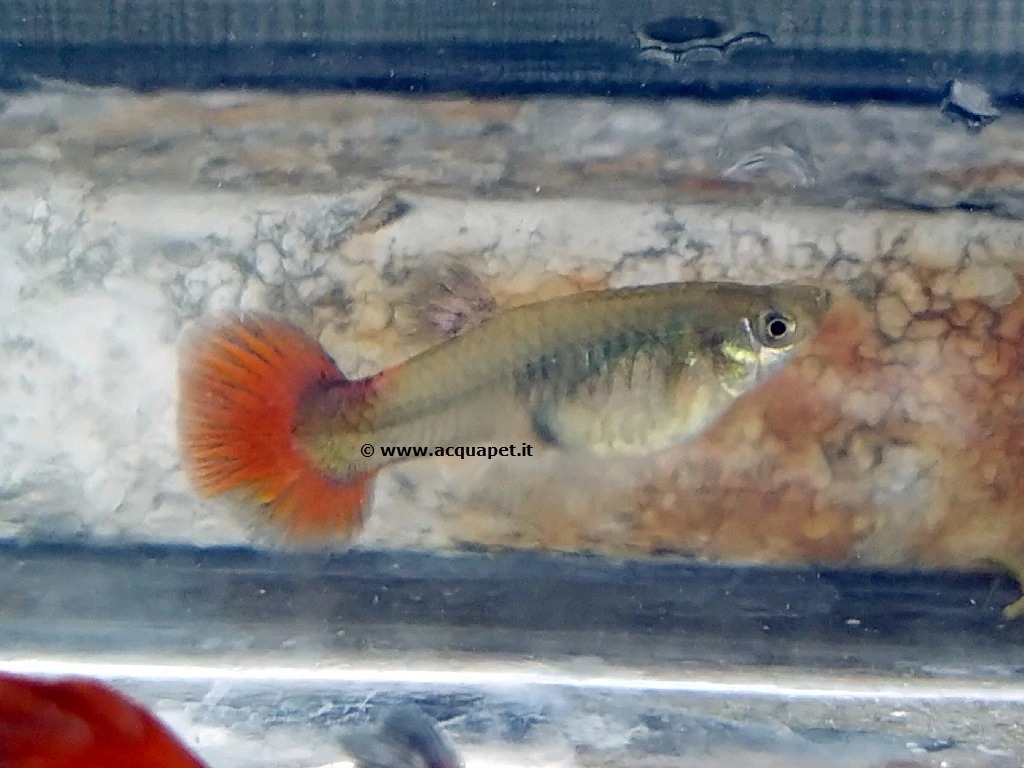 Guppy Red Tail Dumbo femmina