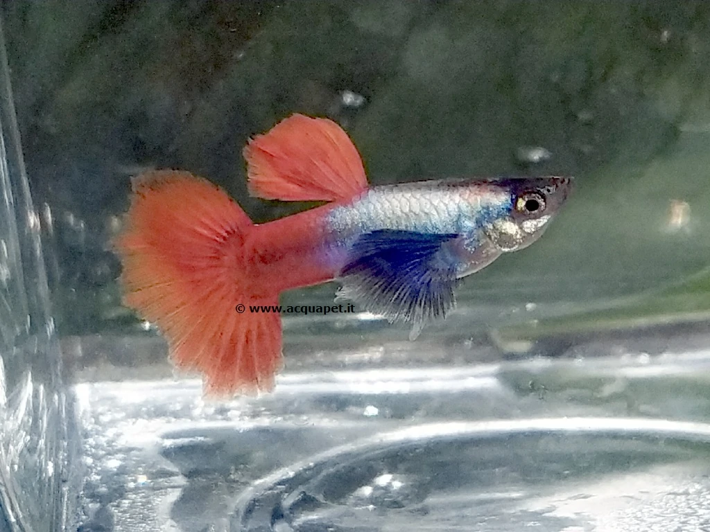 Guppy Red Tail Dumbo maschio