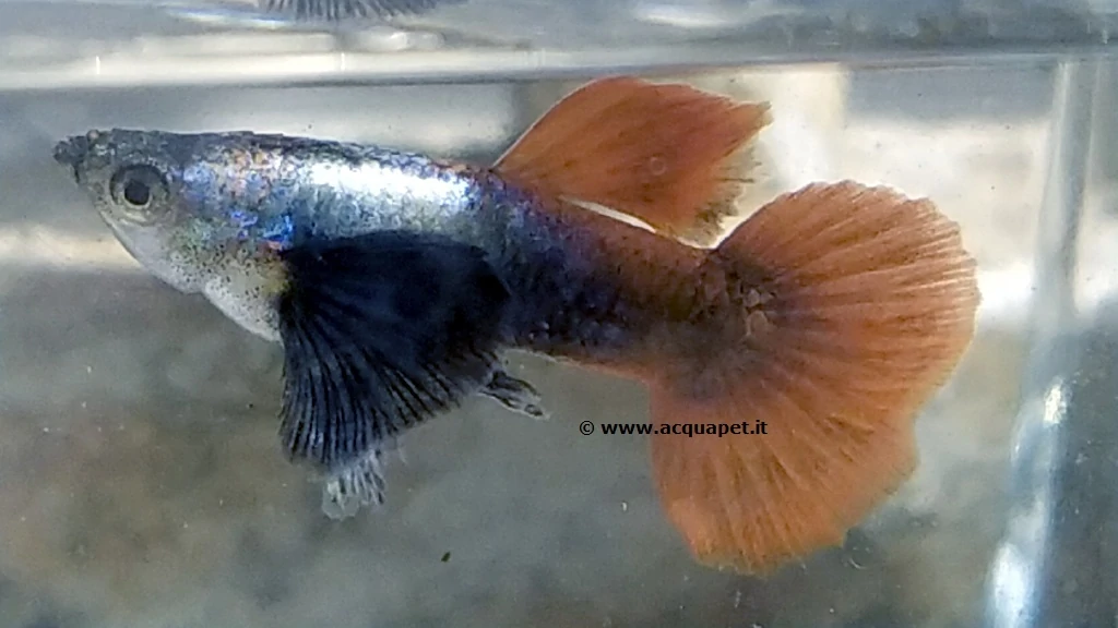 Guppy Red Tail Dumbo maschio