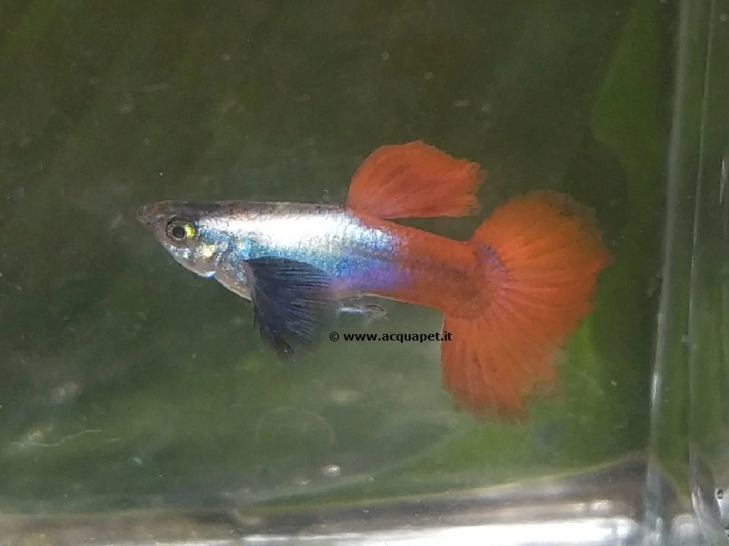 Guppy Red Tail Dumbo maschio