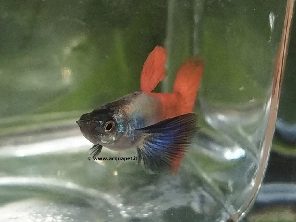 Guppy Red Tail Dumbo maschio