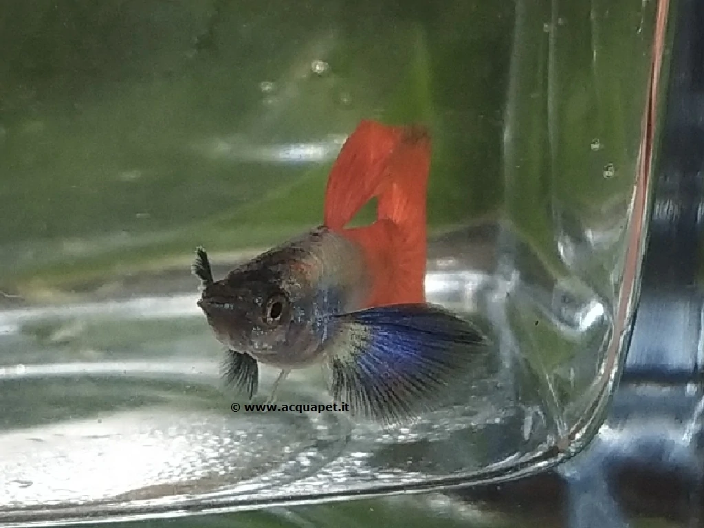 Guppy Red Tail Dumbo maschio