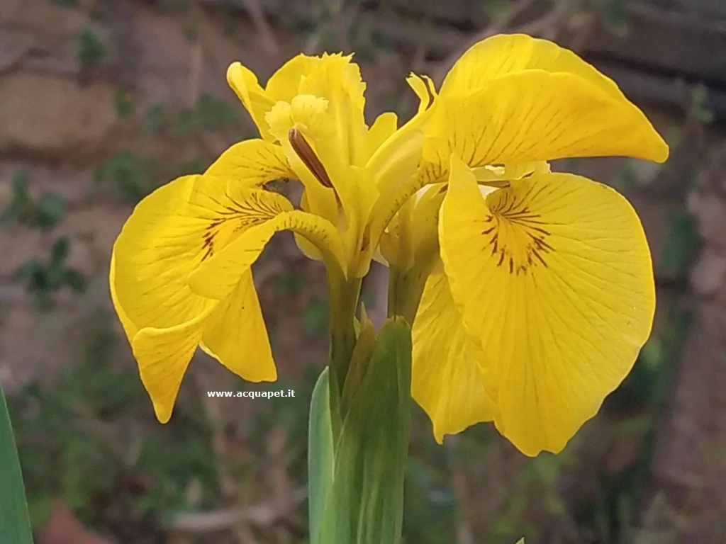 Iris pseudacorus giaggiolo acquatico