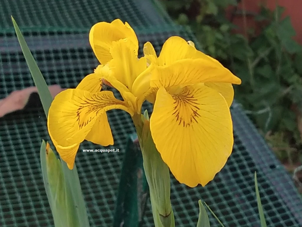 Iris pseudacorus giaggiolo acquatico