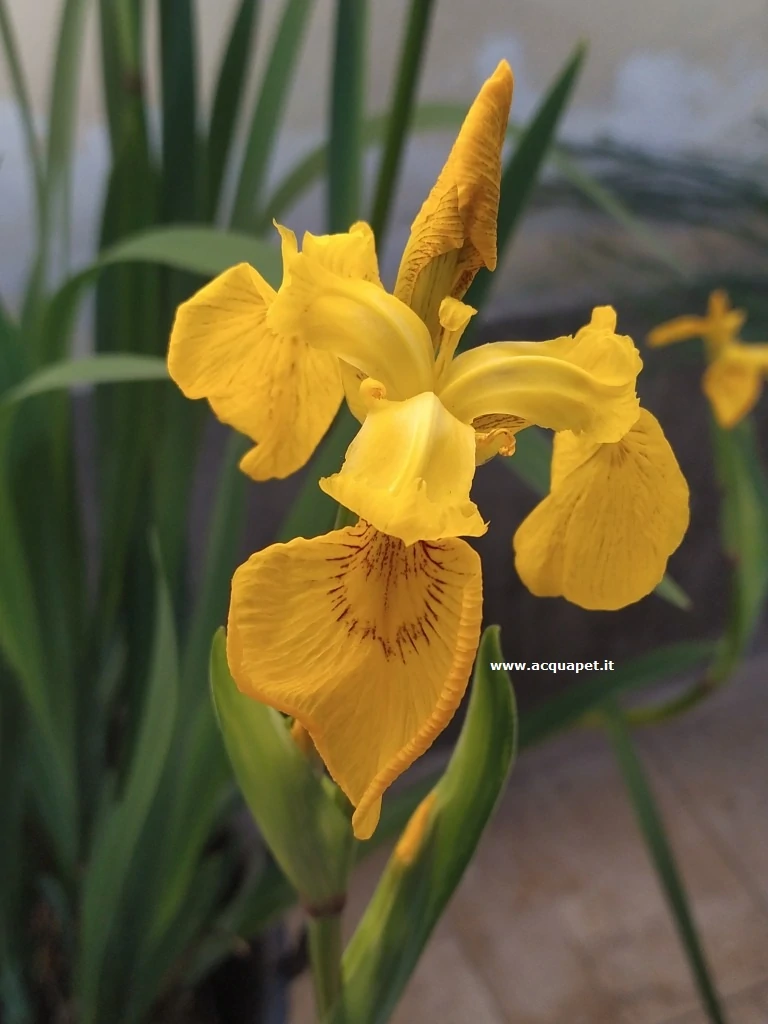 Iris pseudacorus giaggiolo acquatico