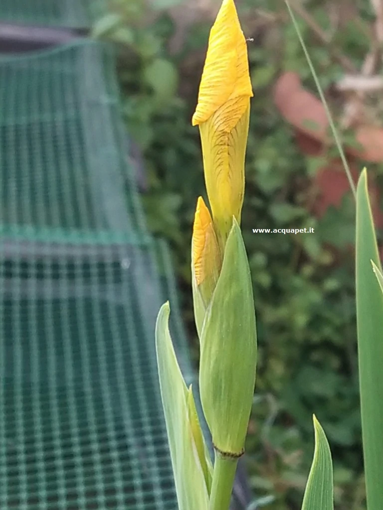 Iris pseudacorus giaggiolo acquatico