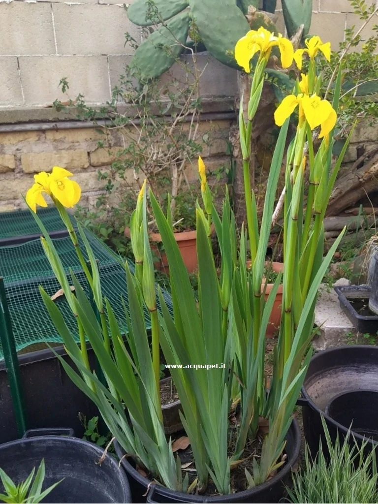 Iris pseudacorus giaggiolo acquatico