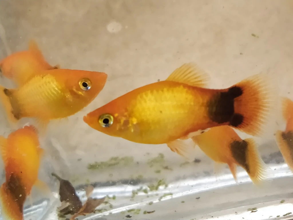 Platy Emerald Mickey Mouse
