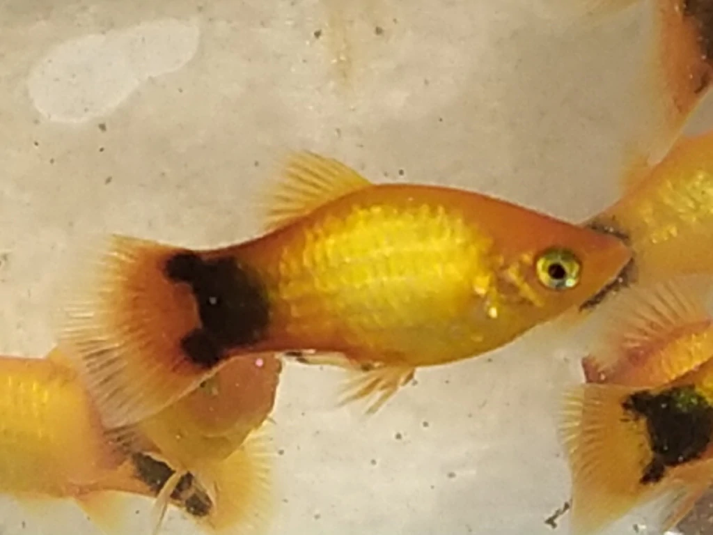 Platy Emerald Mickey Mouse