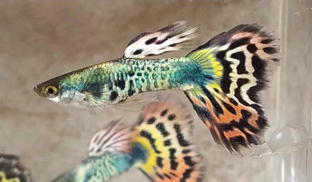 Guppy Tiger