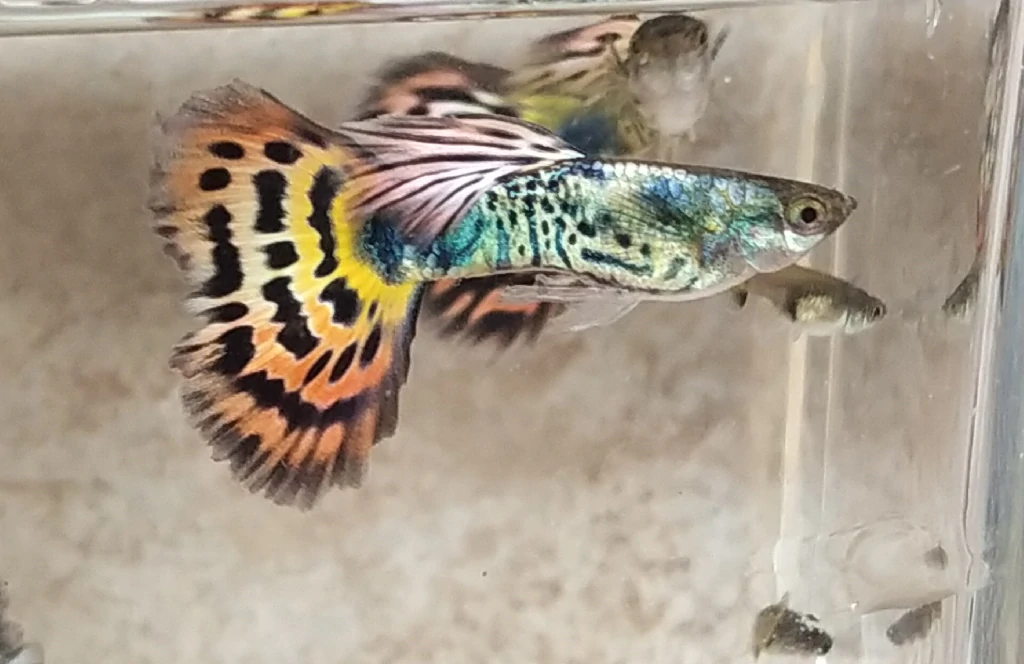 Guppy Tiger