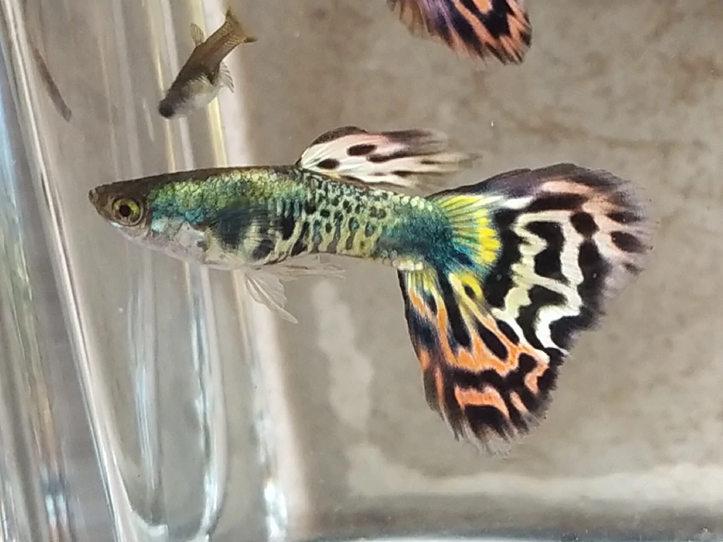 Guppy Tiger