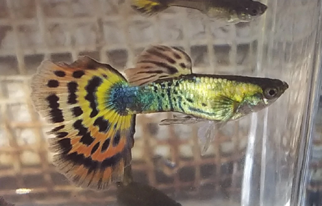 Guppy Tiger