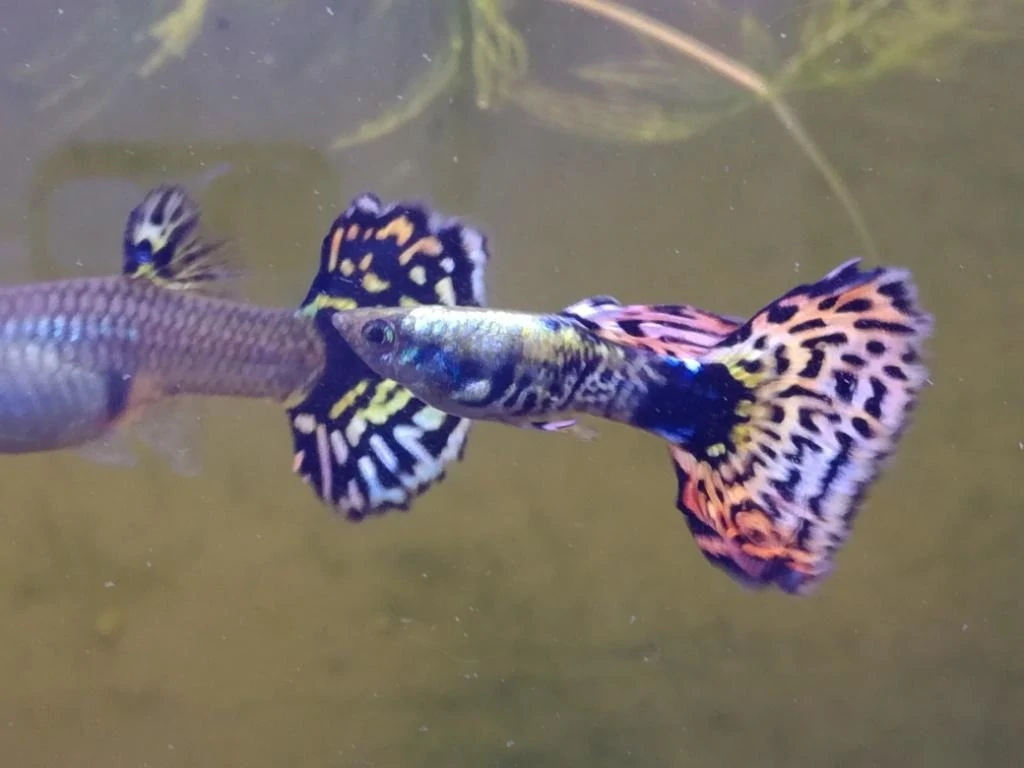 Guppy Tiger