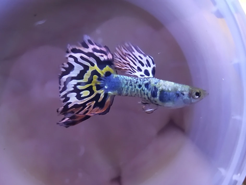 Guppy Tiger