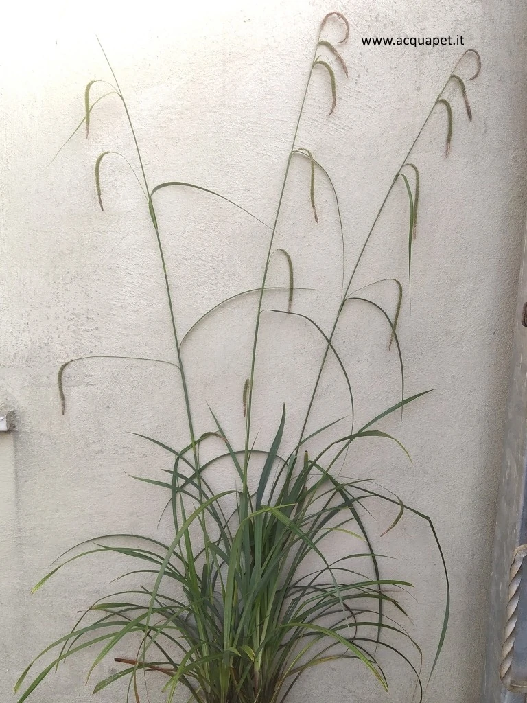 Carex pendula