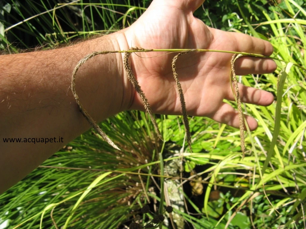 Infiorescenza Carex pendula