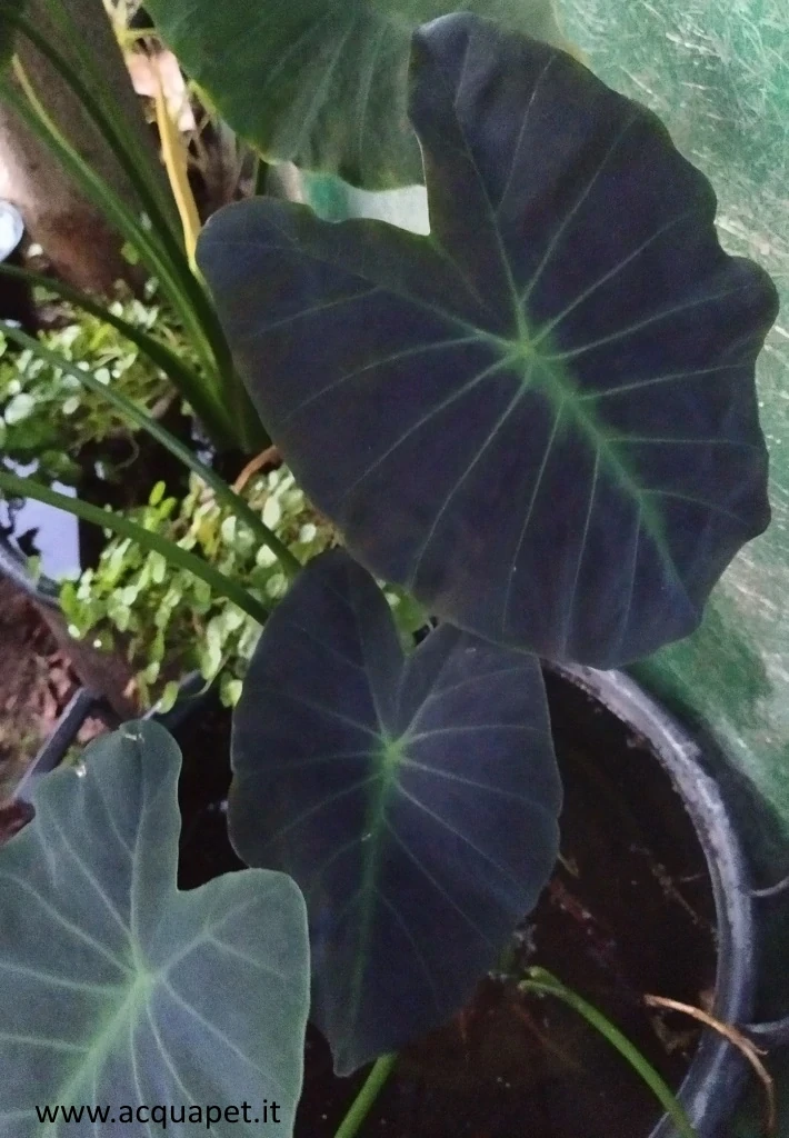 Colocasia antiquorum illustris