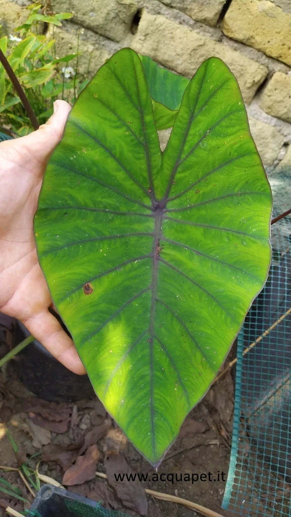 Colocasia esculenta Blue Hawaii