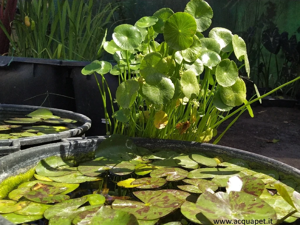 Hydrocotyle bonariensis