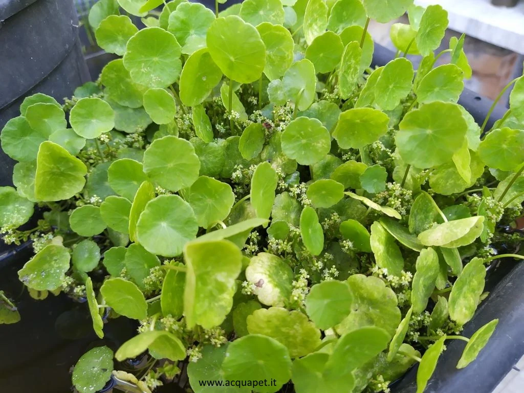 Hydrocotyle verticillata