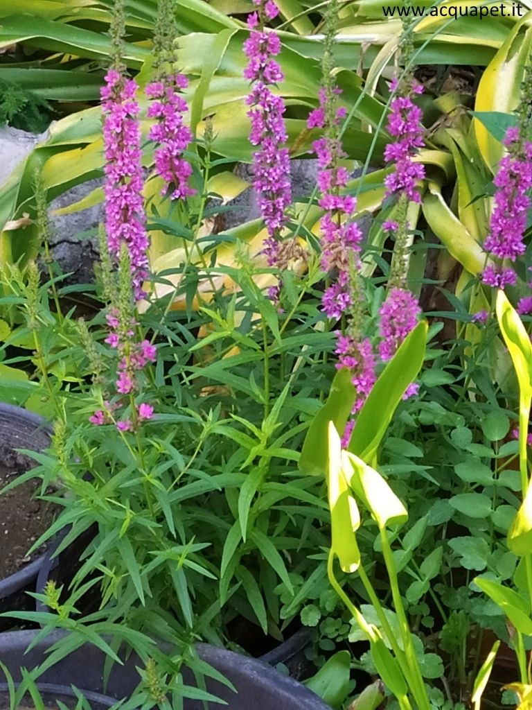 Lythrum salicaria Robert