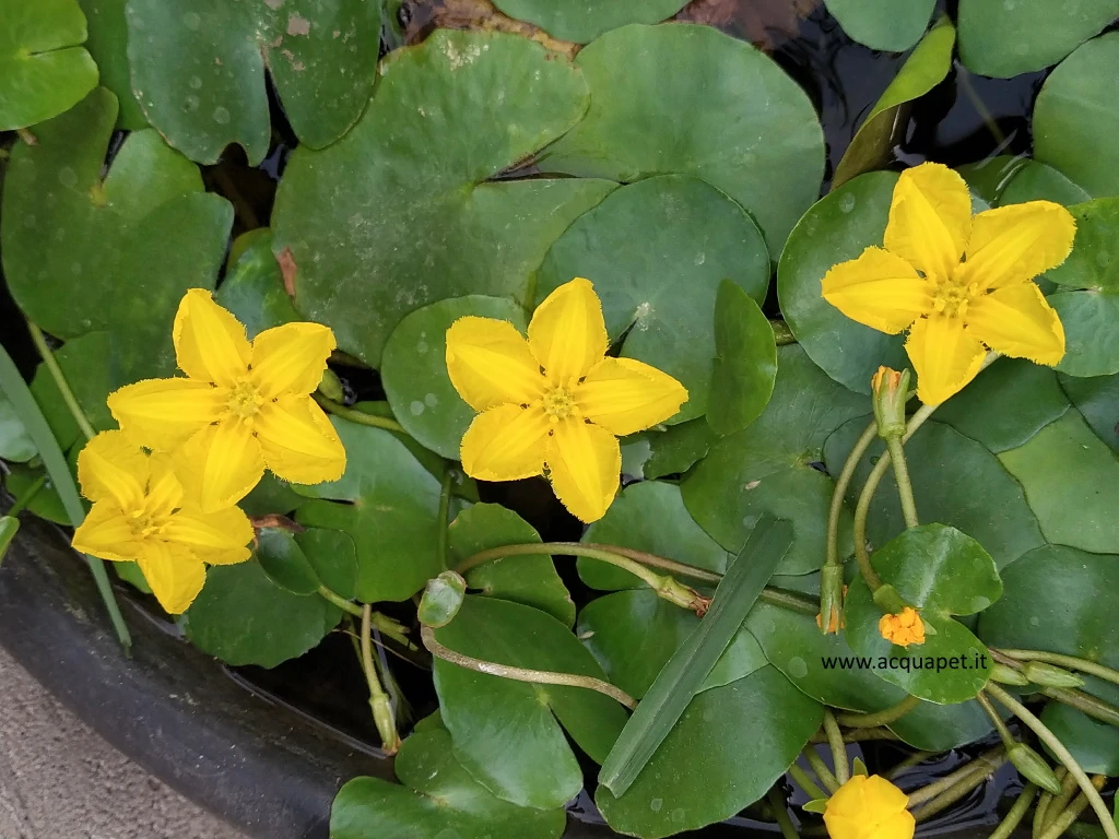 Nymphoides peltata