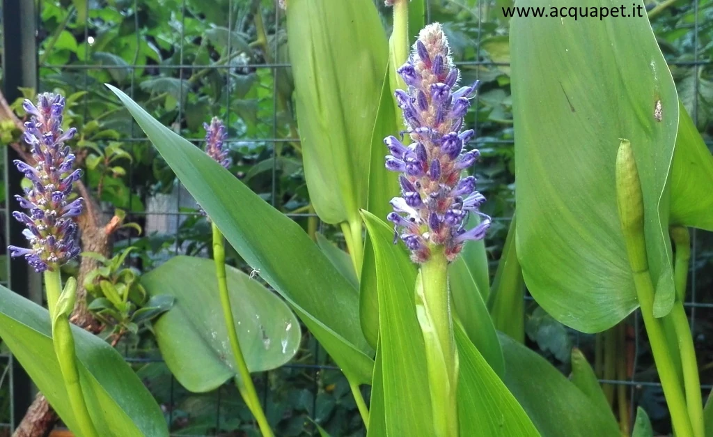 Pontederia cordata