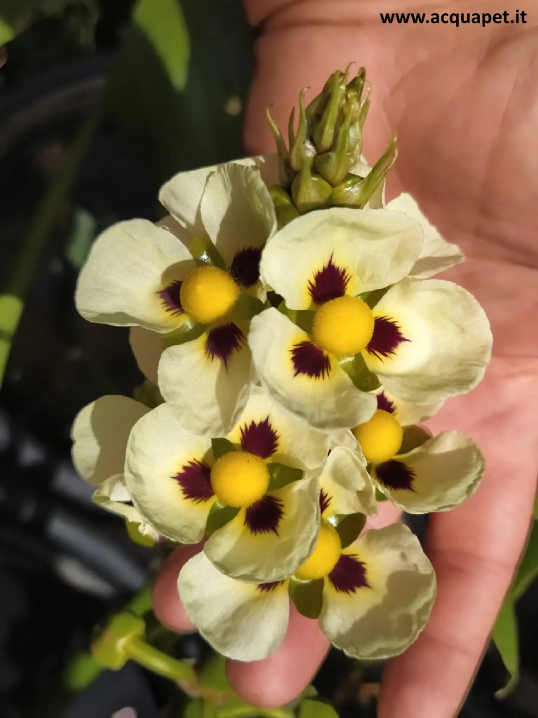 Sagittaria montevidensis